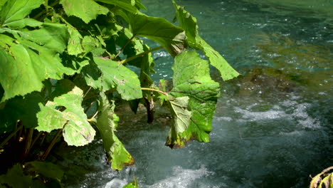 Stream-water-flow-in-Plitvice-Lakes,-Croatia.