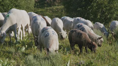 Flock-Of-Sheep-Grazing-On-The-Green-Pasture-In-The-Mountain-On-A-Sunny-Summer-Day---medium-shot
