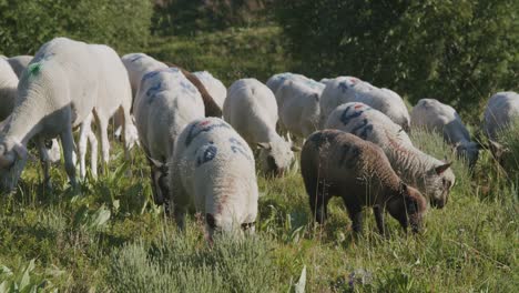 flock of sheep grazing on the green pasture in the mountain on a sunny summer day - medium shot