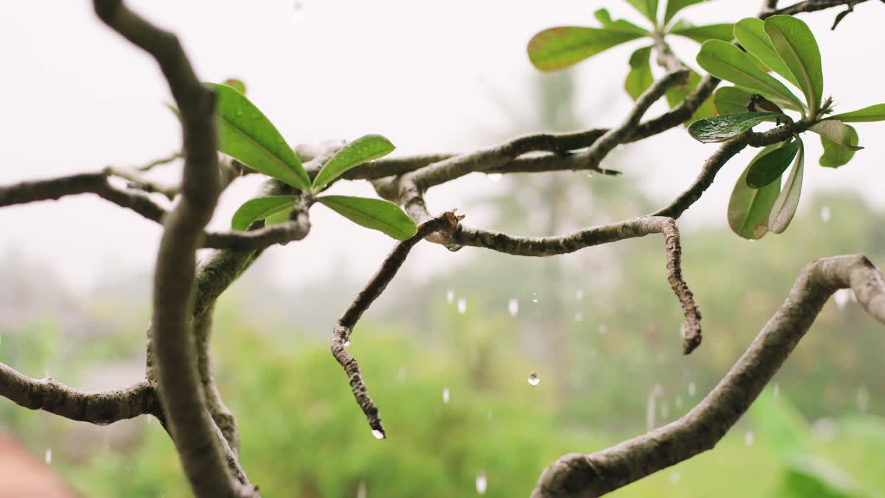 비 아래 발리의 이국적인 식물