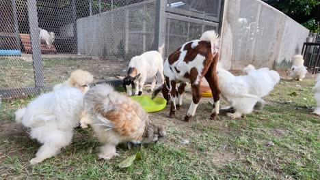 silkie chickens and goats share a meal