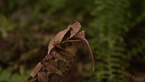 gaboon viper pushes prey down throat - sped up to show throat motion