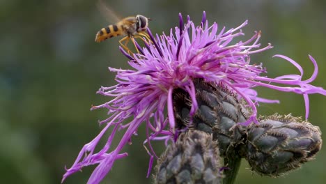 bee on beautiful colorful flower flying and collecting pollen in nature