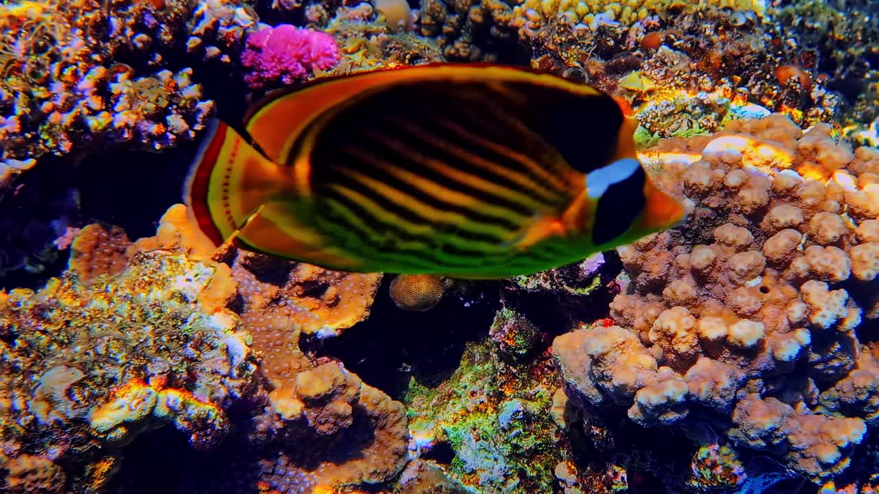 Un sorprendente pesce chirurgo sohal con una striscia arancione scivola vicino alla superficie dell'acqua sopra una barriera corallina poco profonda. Indonesia, Bali.
