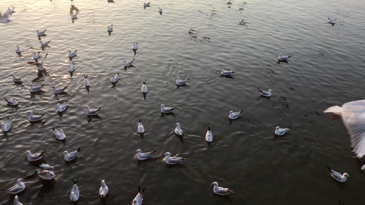 백여 마리의 바다표범이 해가 지는 배경에