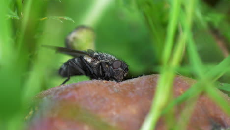 Fruit-fly-eating-rotten-apple-in-grass,-macro-shot-outdoors