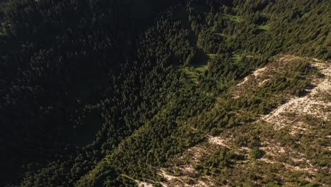 Vista-Aérea-De-Pinos-En-La-Ladera-De-Una-Montaña