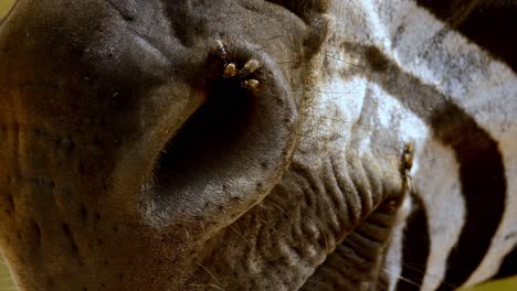 panning shot from a zebras eye down to flys walking over its nose