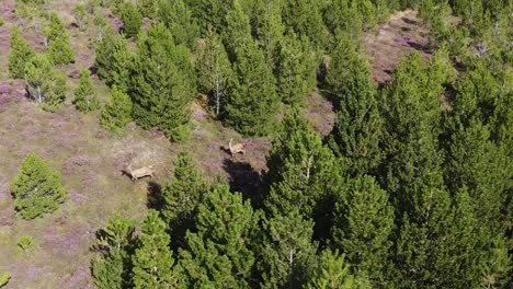 Aerial-shot-circling-a-herd-of-red-deer-hiding-in-a-moorland-forest-on-the-Isle-of-Lewis,-part-of-the-Outer-Hebrides-of-Scotland