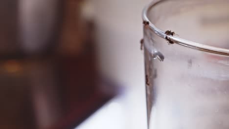 ants crawl along rim of glass in kitchen, macro