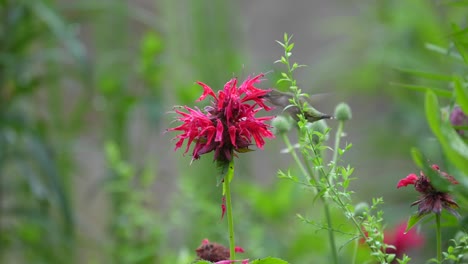 A-ruby-throated-hummingbird-feeding-on-a-scarlet-beebalm-blowing-in-the-breeze-in-a-flower-garden