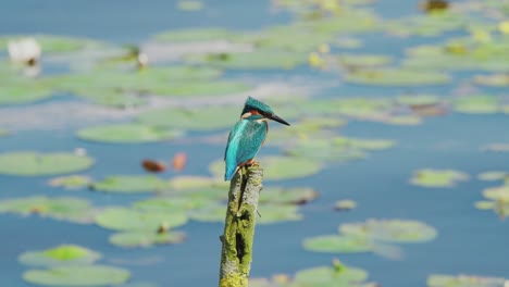 vista en cámara lenta de kingfisher en friesland países bajos encaramado sobre el estanque con pads de lirio en el fondo centrado en la rama de musgo