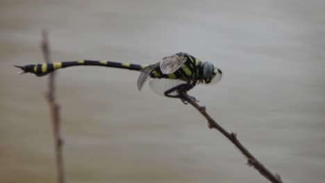 tiger dragonfly in pond and waiting for mate