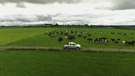 aerial drone shot of farmer driving next to cows and nature in ireland