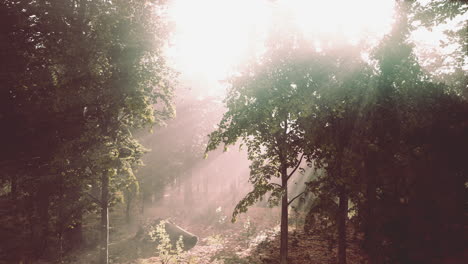 Mystischer-Wald-Am-Nebligen-Morgen