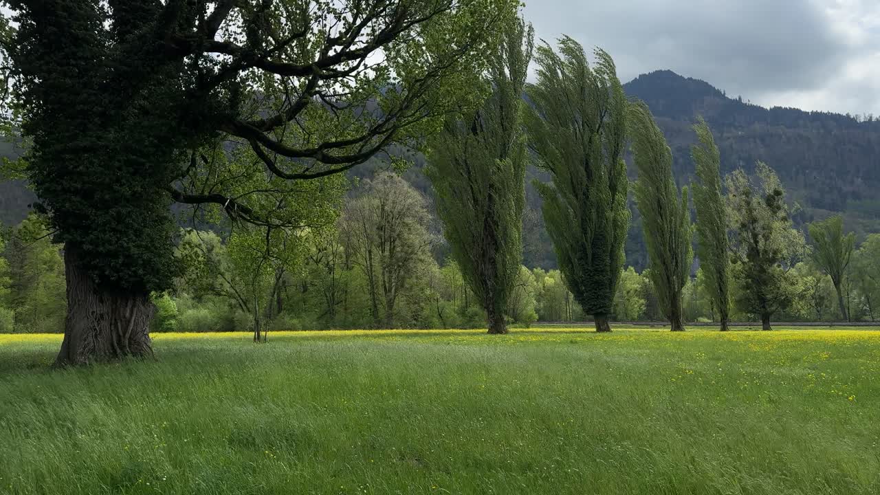 Outdoor forest nature tall green grass vegetation plants field Switzerland strong wind