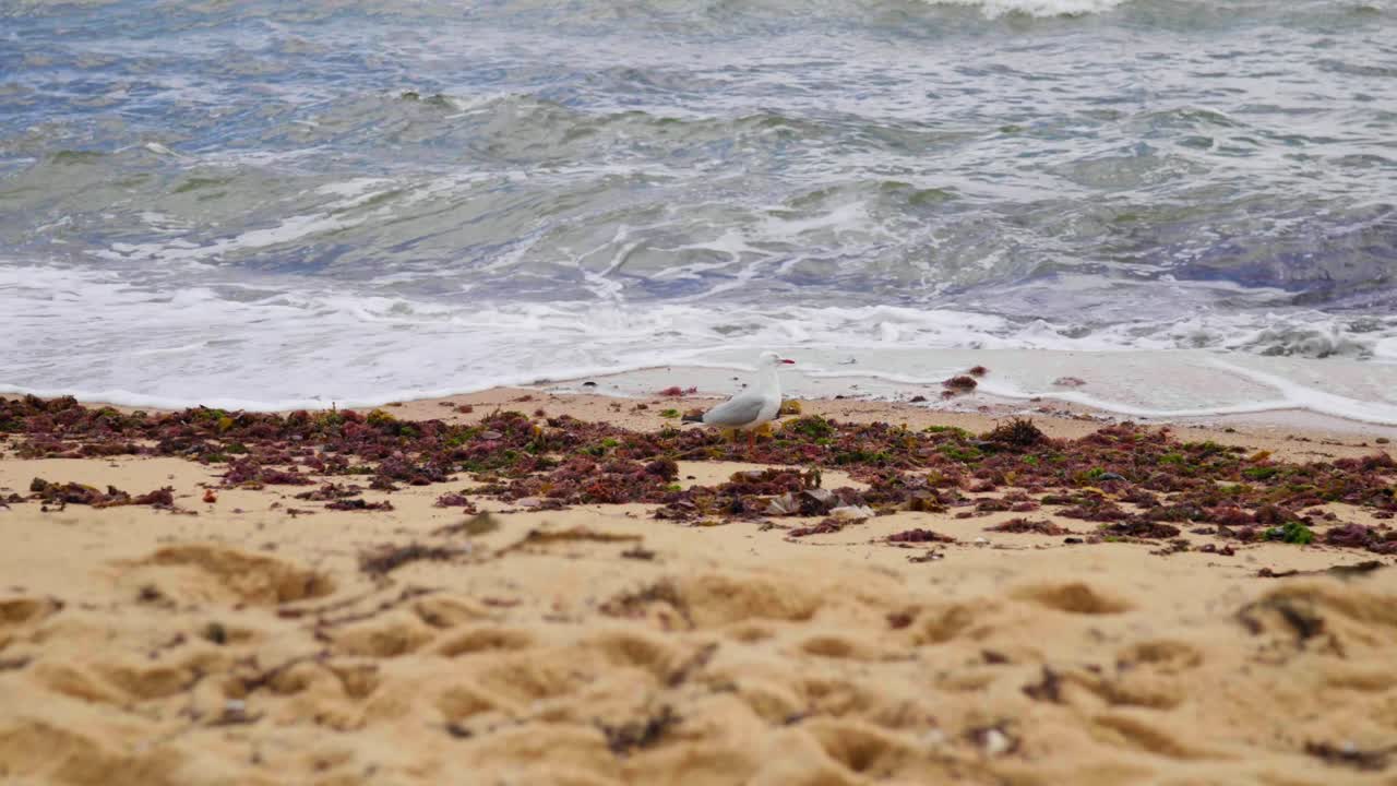 A lone seagull strolls along the shoreline, its steps slow and steady as waves roll gently in the background, capturing a peaceful coastal moment