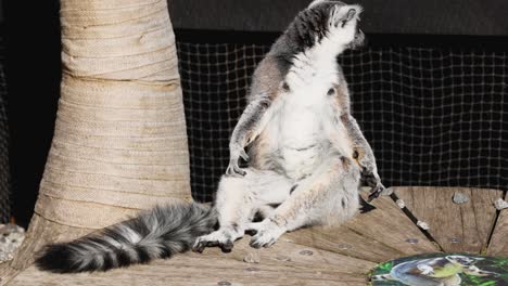 lemur sitting calmly near a tree