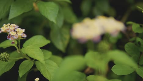 slow push in shot going out of cous showing lantana camara in bloom