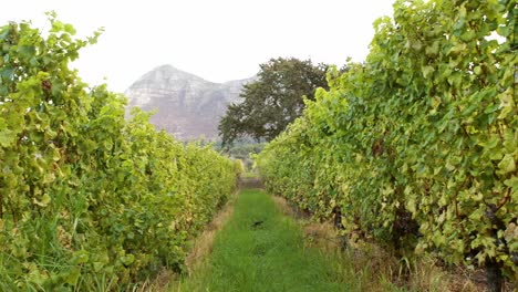 Überblick-über-Ein-Grünes-Weinrebenfeld