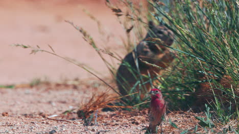 a brilliantly red adult male house finch foraging grass seeds in the desert with a squirrel in the background