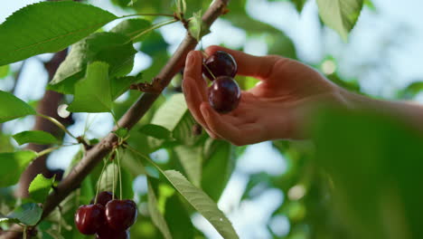mano del agricultor recogiendo bayas rojas en la plantación de cerca. concepto de negocio agrícola