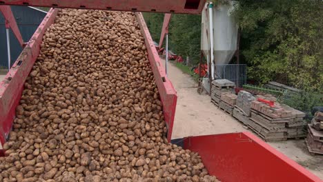 Container-Entlädt-Kartoffelernte-Auf-Förderband