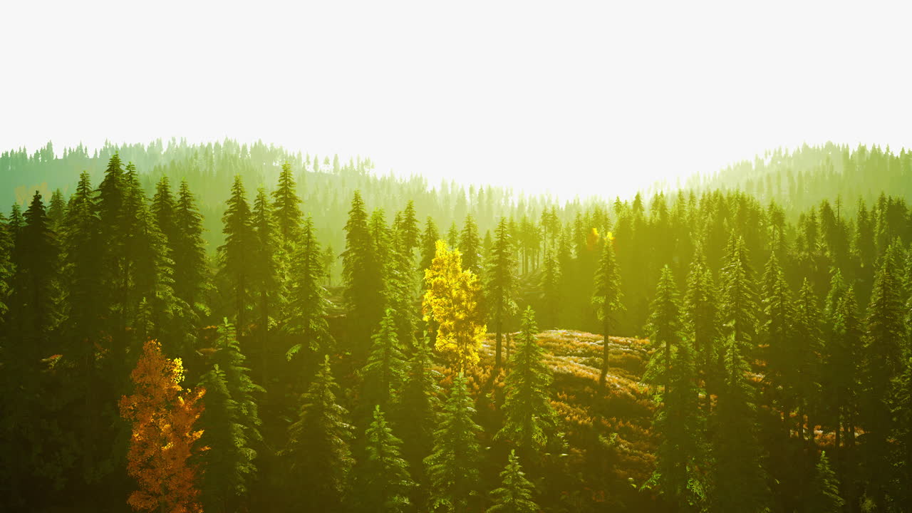 초록색 소나무와 산맥이 있는 아름다운 숲