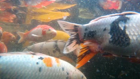 underwater footage of koi fish