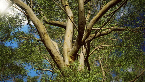 eucaliptus in australia red center