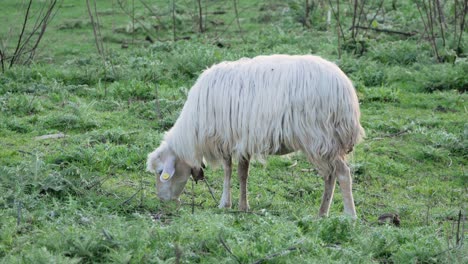 Slow-motion-shot-of-sheep-with-bell-grazing-alone-on-green-pasture-in-Sardinia,-Italy