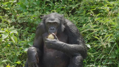 bonobo comiendo fruta en un bosque natural en la república democrática del congo
