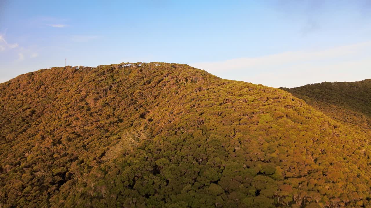 Majestic and enchanting Aerial rise over Pukenui hills in New Zealand, as golden light paints the trees yellow, revealing the vast ocean horizon bathed in serene sunset glow