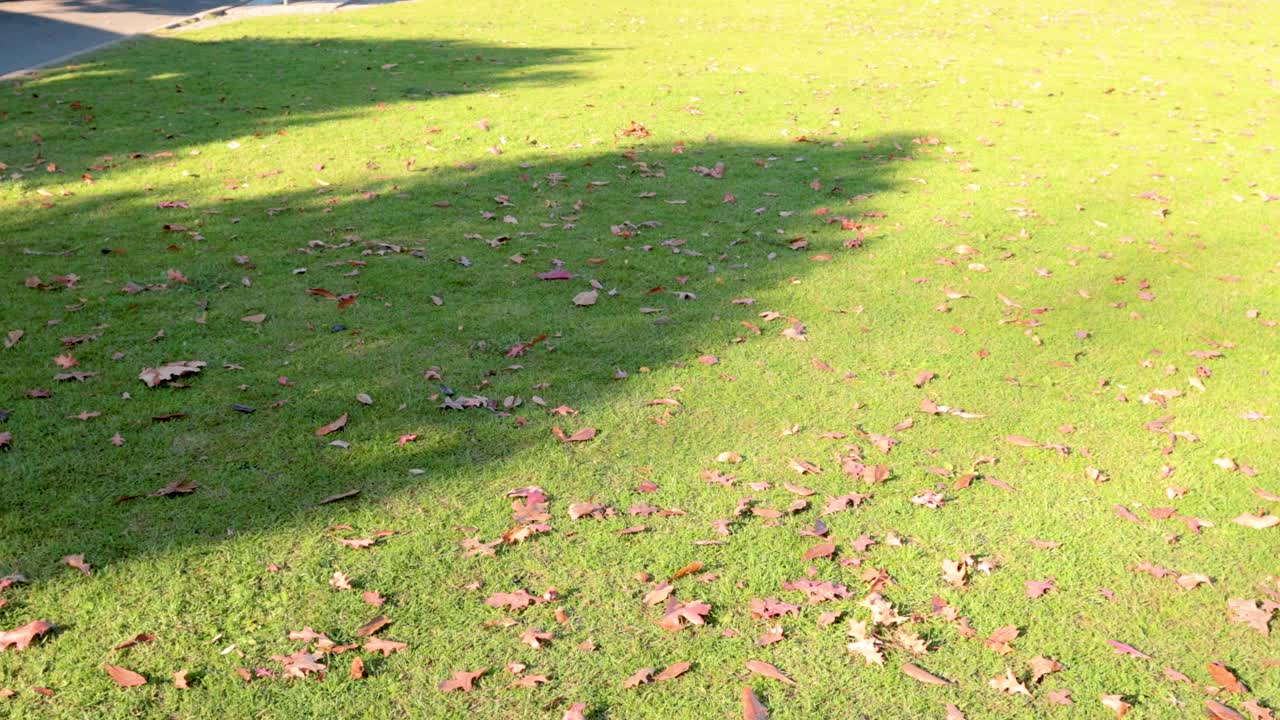 A sunlit lawn with scattered leaves and moving shadows, creating a dynamic play of light and texture