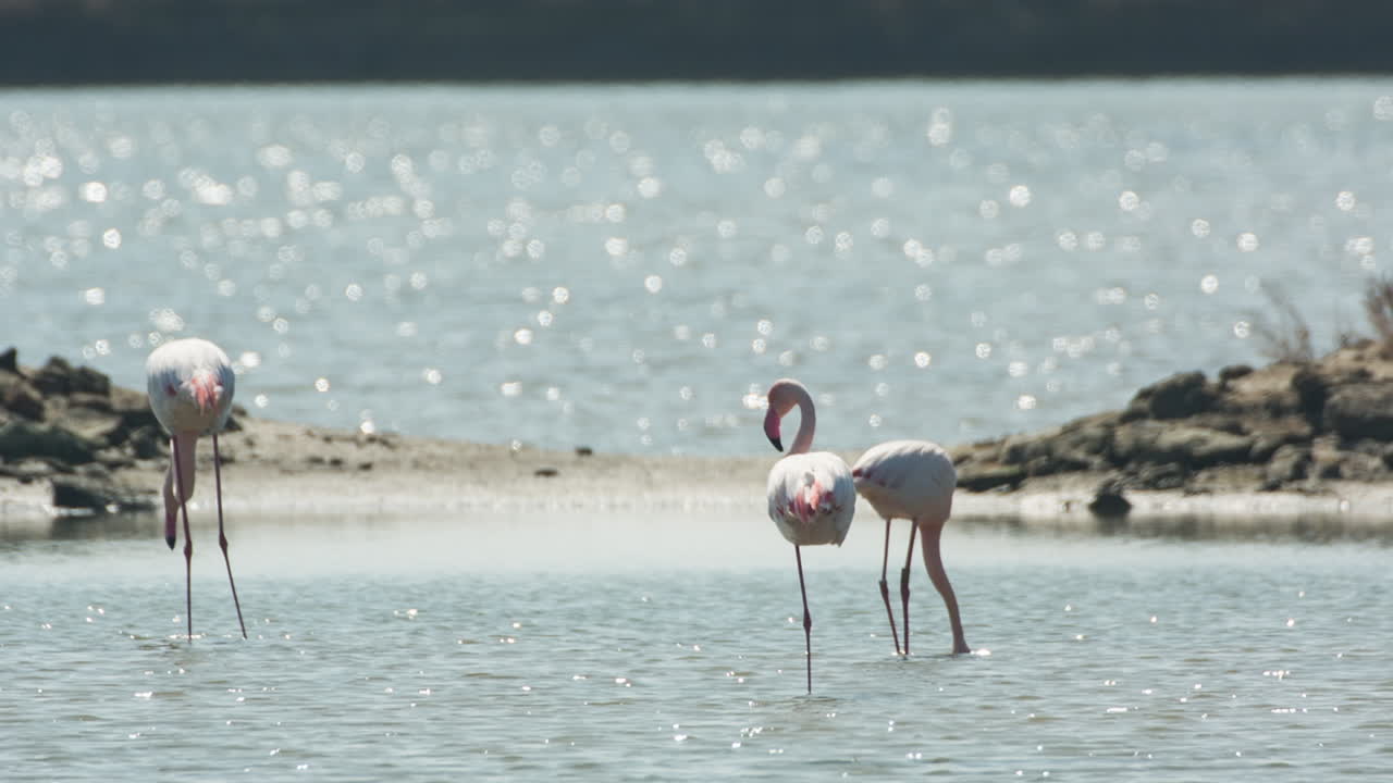 델타 플라밍고 16