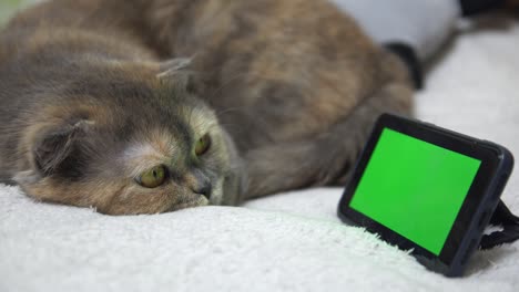 4k.  side view. cat, lying on the bed, using a smartphone with a green screen mockup.