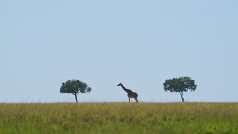 Slow-Motion-Shot-of-Giraffe-walking-between-acacia-trees,-central-composition,-massai-mara-nature,-African-Wildlife,-Kenya,-Africa-Safari-Animals-in-Masai-Mara-North-Conservancy