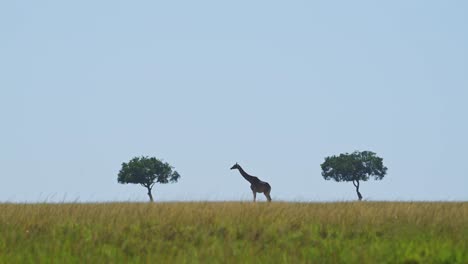 slow motion shot of giraffe walking between acacia trees, central composition, massai mara nature, african wildlife, kenya, africa safari animals in masai mara north conservancy