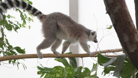 ring-tailed lemur getting down the three