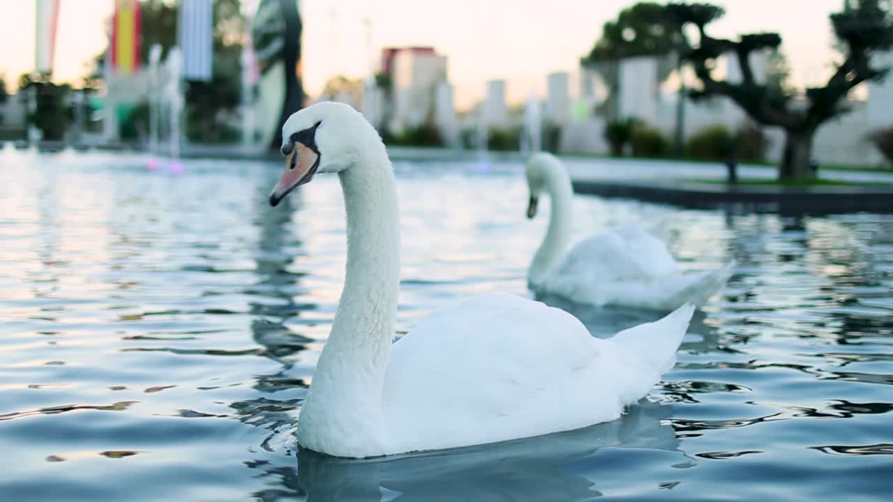 Swan shaking it's beak while floating on water in slow motion