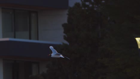 Par-De-Gaviotas-De-Cabeza-Negra-Volando-Sobre-Las-Luces-De-La-Calle-En-Una-Configuración-Urbana-En-Puerto-Madryn-En-Cámara-Lenta