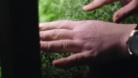 person tending to fresh thyme plants in indoor garden