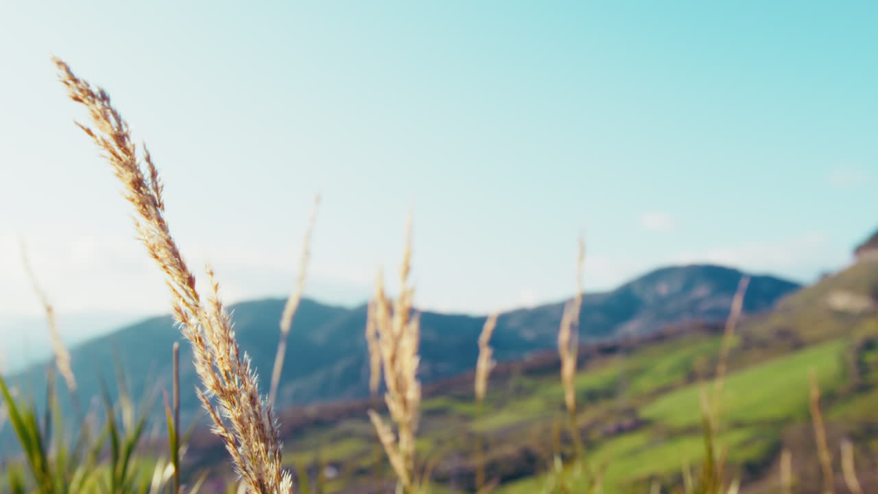 자연 에서 종교적 인 부활절 날 에 언덕 근처 에 있는 식물 들