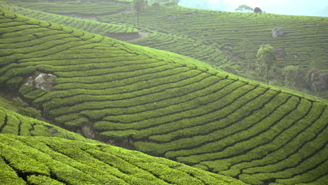 beautiful-tea-plants