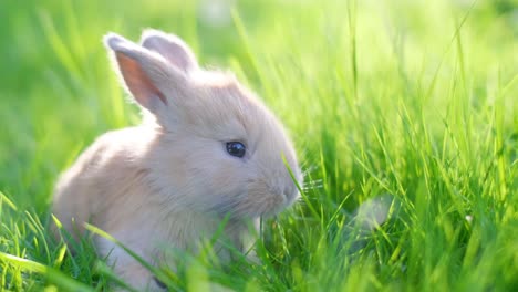 a funny little rabbit eats young grass in a league against a background of beautiful sunlight