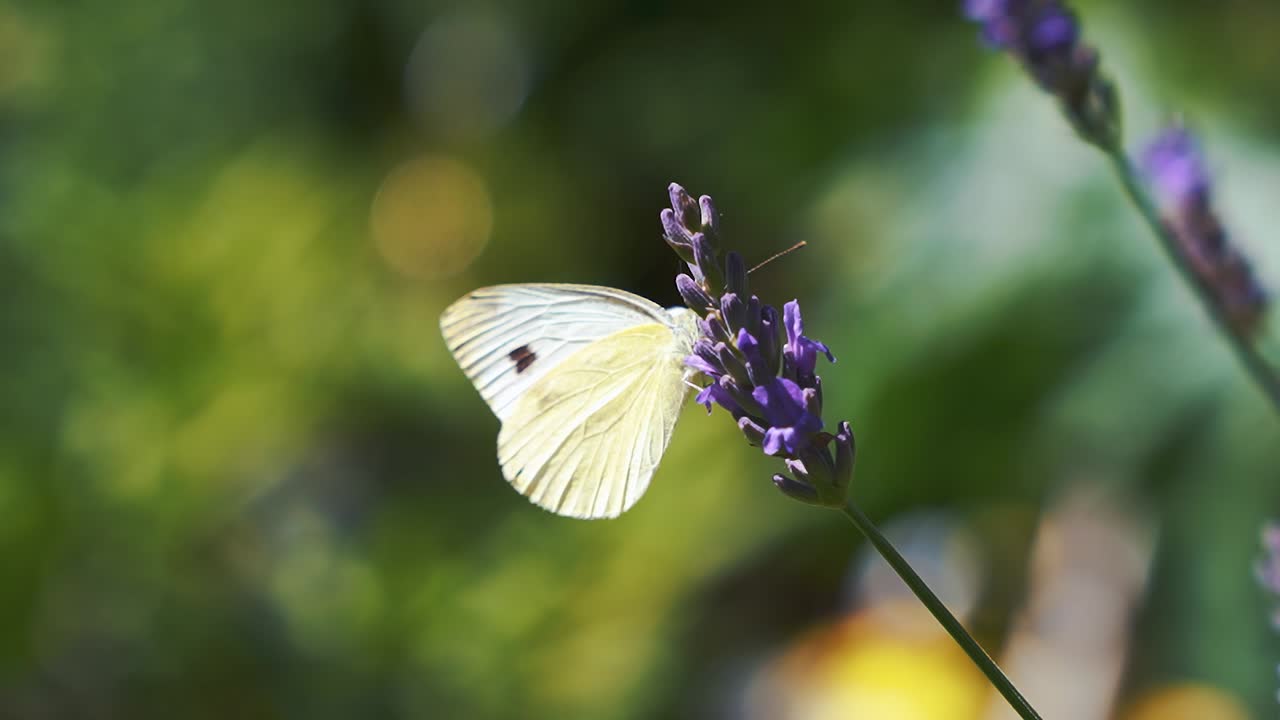 hermosa mariposa blanca primer plano volando a través de flores de lavanda con fondo borroso bokeh