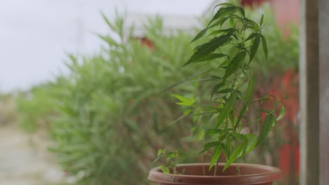 planta de cannabis en maceta para uso recreativo que sopla en el viento con planes más grandes en el fondo