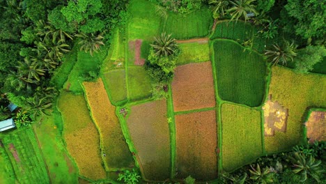 Terraza-De-Arroz-Tegalalang-Drone-De-Verde,-Naranja,-Campos,-Ubud,-Bali