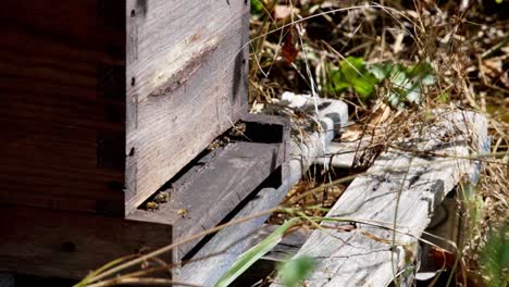 Asian-hornet-in-front-a-hive-catching-bee-in-close-up-shot-in-slow-motion