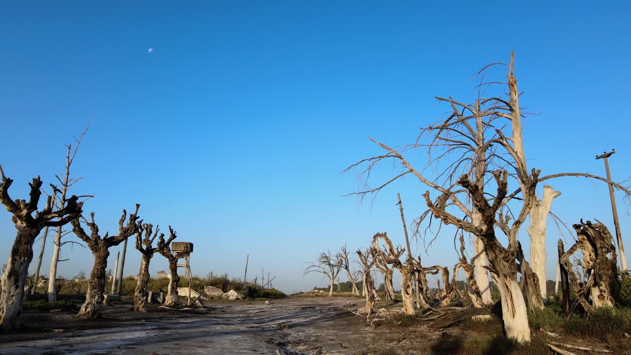 유서 깊은 홍수 마을 빌라 에페쿠엔(villa epecuen)에서 생명이 없는 나무들의 섬뜩한 광경